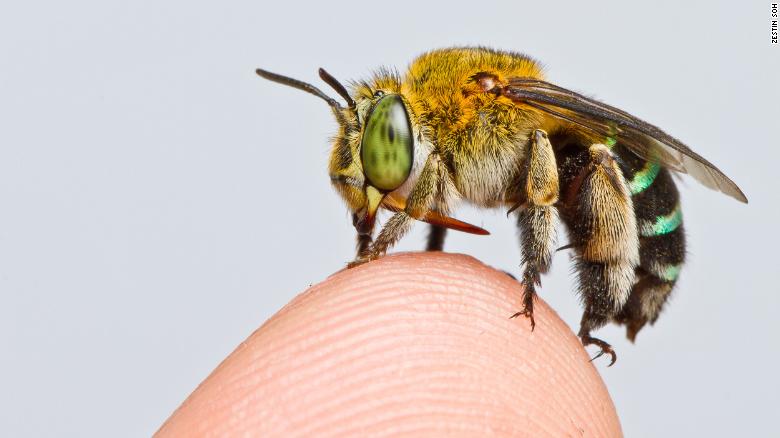 ハチの減少を食い止める 10秒ニュース 小西麻亜耶の英語学習ブログ