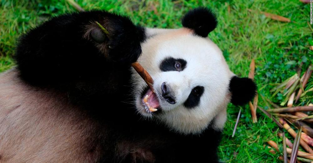 中国ではパンダの顔認識も可能に