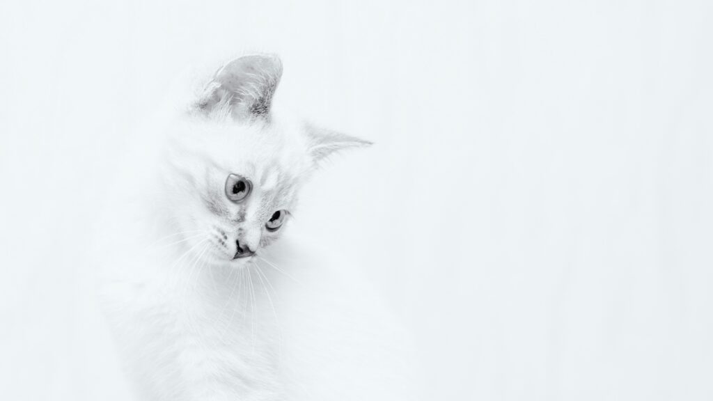 Who Is Choupette? About Karl Lagerfeld’s Beloved Cat